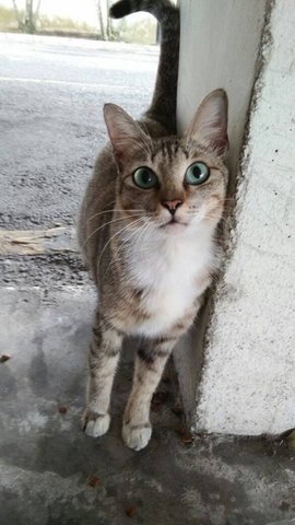 Nigg - American Shorthair Cat