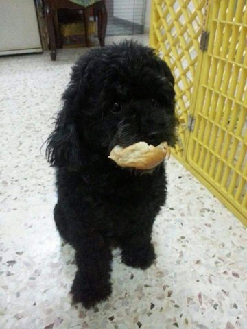 Bosco - Poodle Dog