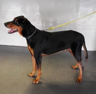 Poppy Mix - Doberman Pinscher + Rottweiler Dog