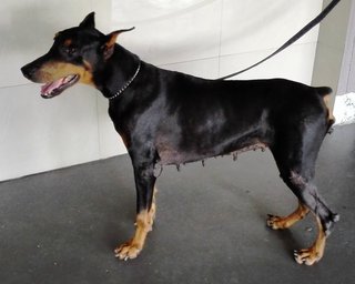 Sherly - Doberman Pinscher Dog