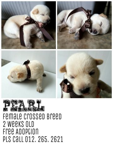 Pearl - Mixed Breed Dog