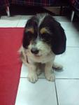 Momo - Basset Hound + Shih Tzu Dog