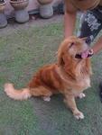 Bouser - Golden Retriever Dog