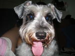 Gal Gal - Schnauzer Dog