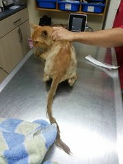 Vets suspected the cause as being malnutrition.