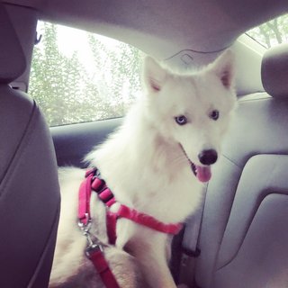 Sitting at the back of the car, he behaves properly in back seat. 