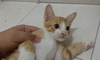 Oreng - Domestic Short Hair Cat