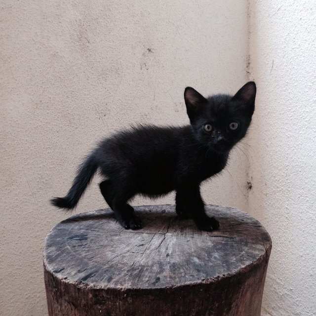 Taugeh - Domestic Medium Hair Cat