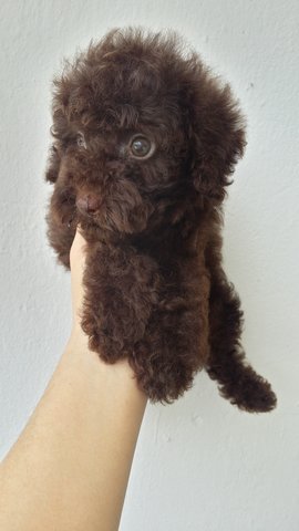 Cola Male Toy Poodle Puppy B13 - Poodle Dog