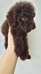 Cola Male Toy Poodle Puppy B13 - Poodle Dog