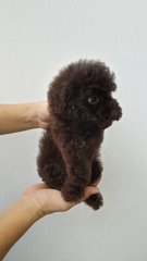 Cola Male Toy Poodle Puppy B13 - Poodle Dog