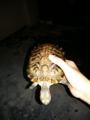 Keena - Turtle Reptile