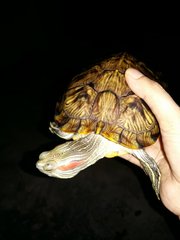 Keena - Turtle Reptile