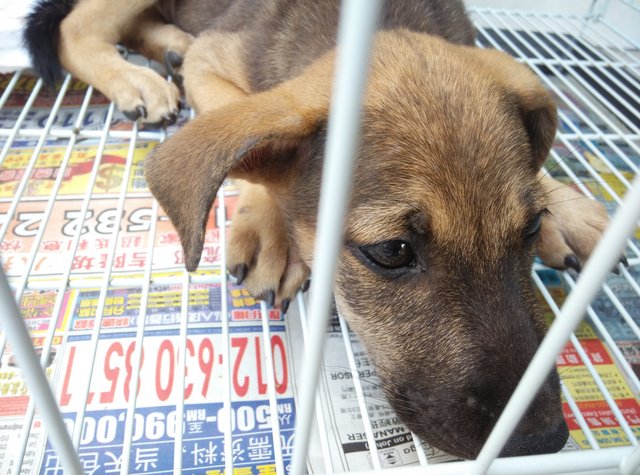 Loki - Mixed Breed Dog