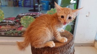 Orange Kittens - Domestic Short Hair Cat