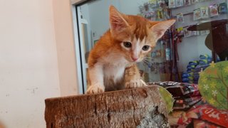 Orange Kittens - Domestic Short Hair Cat