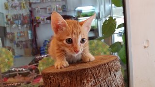 Orange Kittens - Domestic Short Hair Cat