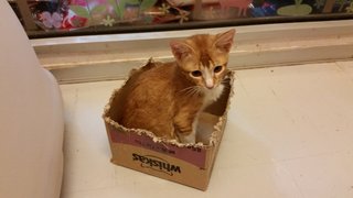 Orange Kittens - Domestic Short Hair Cat