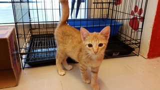 Orange Kittens - Domestic Short Hair Cat