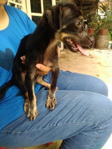 Chichi - Mixed Breed Dog