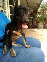 Chichi - Mixed Breed Dog