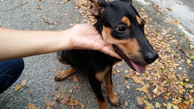 Jacqueline  - Mixed Breed Dog