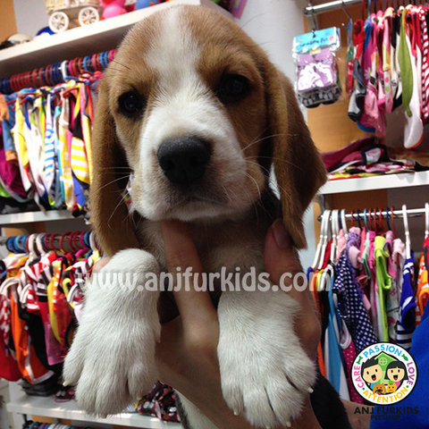 Quality Female Beagle Puppies  - Beagle Dog