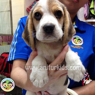 Quality Female Beagle Puppies  - Beagle Dog