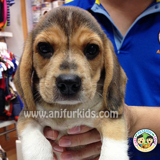 Quality Female Beagle Puppies  - Beagle Dog