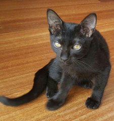 Solomon - Domestic Short Hair Cat