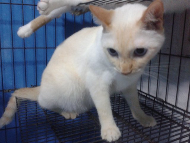 Adik A.k.a Dedeq - Domestic Short Hair Cat