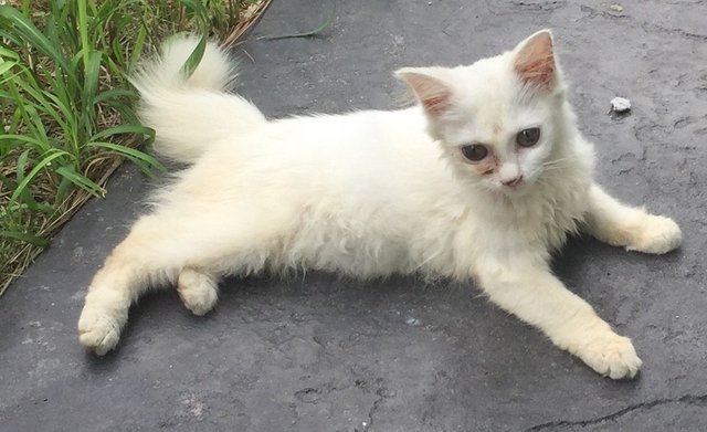 Little White Luck - Persian Cat