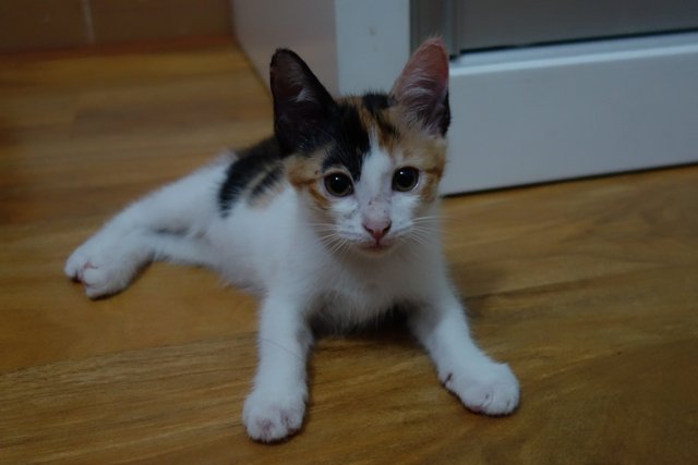 Dotty And Blackie - Domestic Short Hair Cat