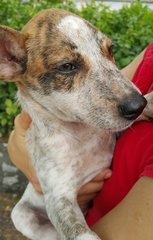 Crystal (Released ) - Mixed Breed Dog