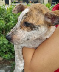 Crystal (Released ) - Mixed Breed Dog