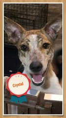 Crystal (Released ) - Mixed Breed Dog