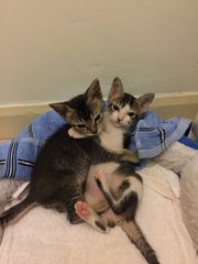 Snugly kitties at 2.5month-old now