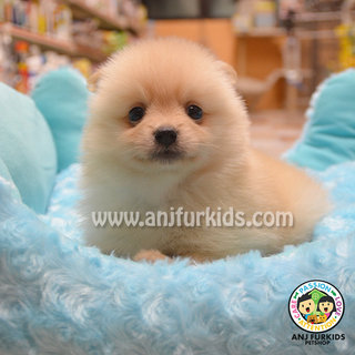 Adorable Cream Pomeranian Puppy - Pomeranian Dog