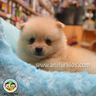 Adorable Cream Pomeranian Puppy - Pomeranian Dog