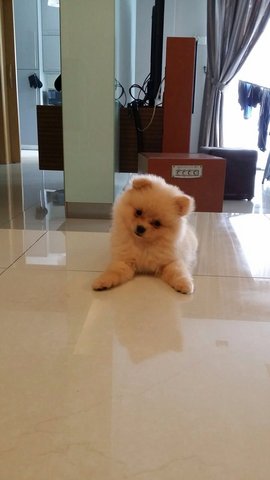 Adorable Cream Pomeranian Puppy - Pomeranian Dog