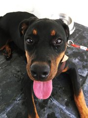 Keira - Rottweiler Dog