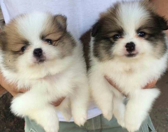 Pomeranian Puppies Sold - 3 Years 10 Months, TriColor 