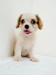 Cavalier King Charles Spaniel - Cavalier King Charles Spaniel Dog