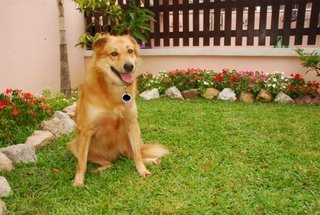 Angie - Golden Retriever Mix Dog