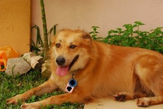Angie - Golden Retriever Mix Dog