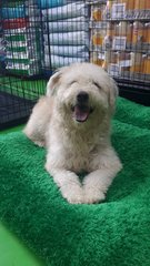 Ler Ler ( Poodle Terrier Mix ) - Poodle Mix Dog