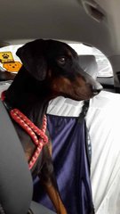 Tiger ( Doberman Pj Dog House) - Doberman Pinscher Dog