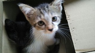 White and grey Kitten #2