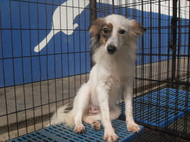 Shetland Sheepdog Sheltie Mix Dog Adopted - 8 Years 7 Months, D88 ...