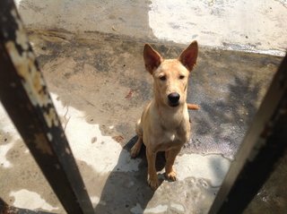 Super Lovely Small Eyed Miko 😄 - Mixed Breed Dog